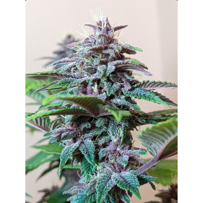 Pakistan Chitral Kush Regulär