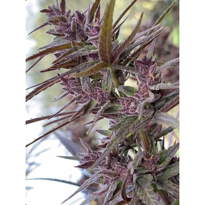 Panama Haze Regulär