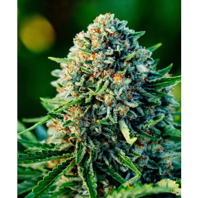 Gummibears Auto