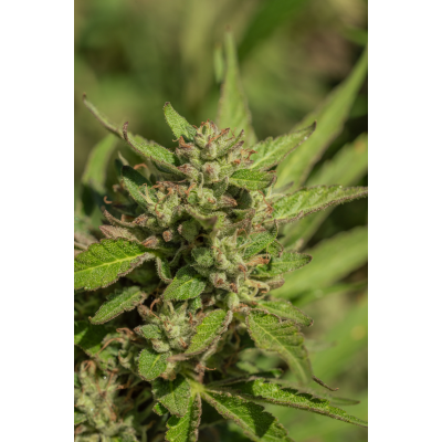Mendo Breath Feminisiert