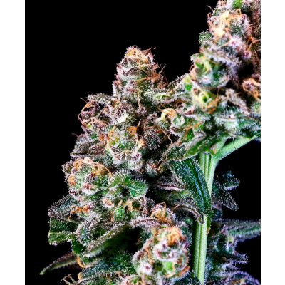 Purple Punch Feminisiert