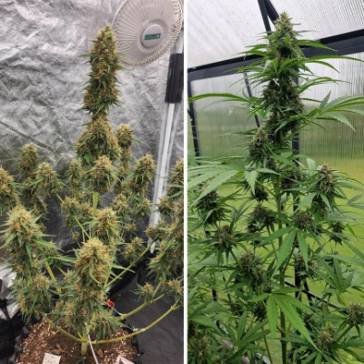 Candy Bubatz XL Auto