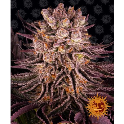 Mimosa x Orange Punch Feminisiert