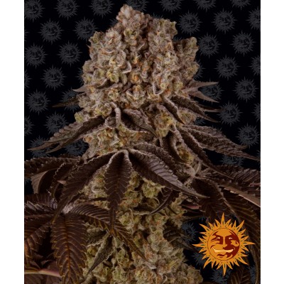 Purple Punch Feminisiert
