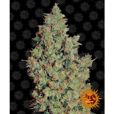 Tangerine Dream Feminisiert