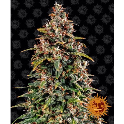 Watermelon Zkittlez Auto