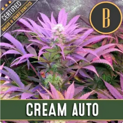 Cream Auto