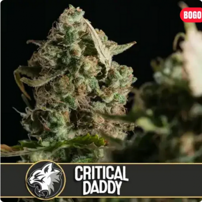 Critical Daddy Purple Feminisiert