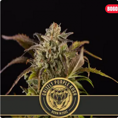 Grizzly Purple Kush Feminisiert