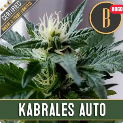 Kabrales Auto