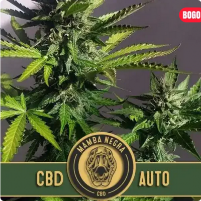 Mamba Negra CBD Auto