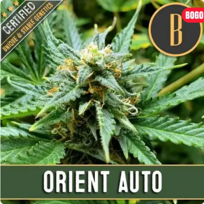 Orient Auto