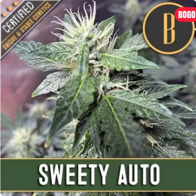 Sweety Auto