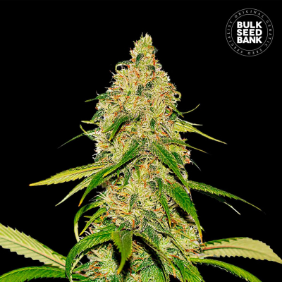 CBD White Widow Auto