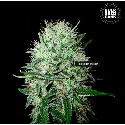 Devils Kiss Auto