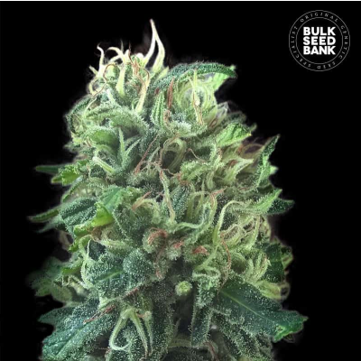Green Scout Cookies Feminisiert
