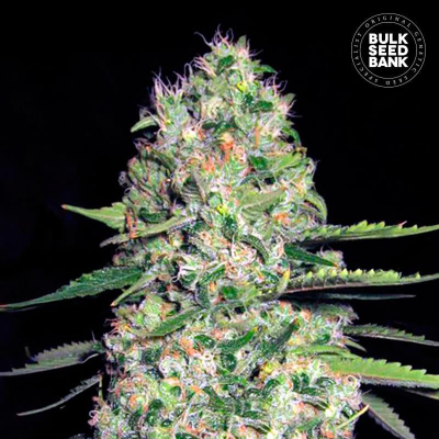 Jack Hair Auto