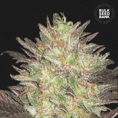 Lavender Best Auto