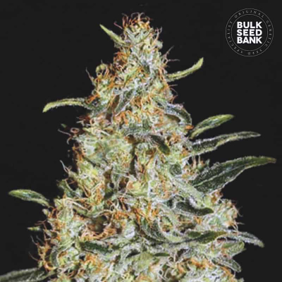 New’s Haze Feminisiert