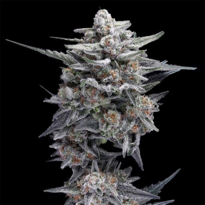 HG23 (Michael Jordan) Auto 