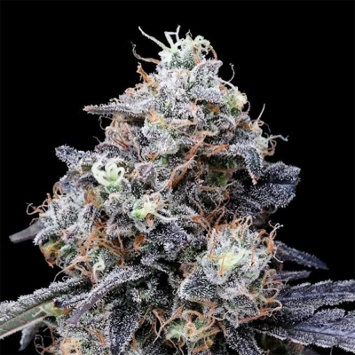 MacMelon Auto 