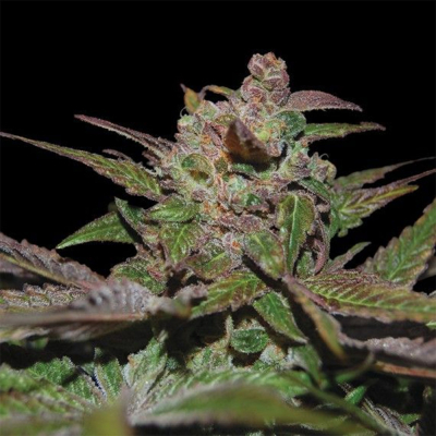 Purple Wreck Auto