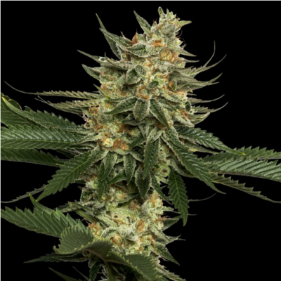 Tangie Regulär