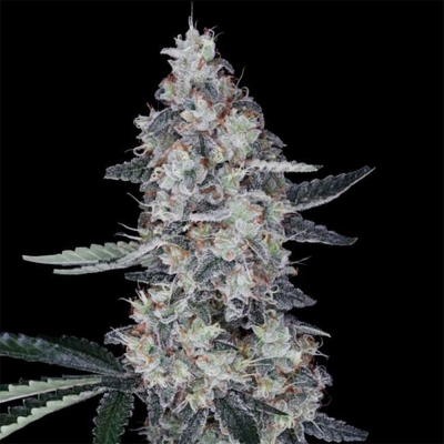 Watermelon Man Auto