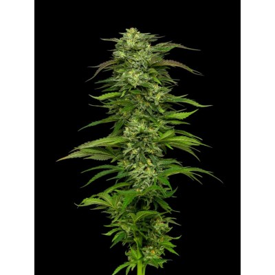 Dream Queen Auto