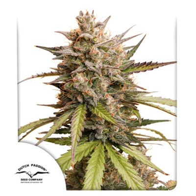 Melonade Runtz Auto