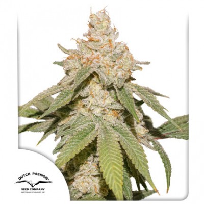SFV OG Auto