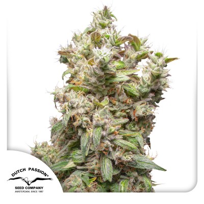 THC-Victory Feminisiert