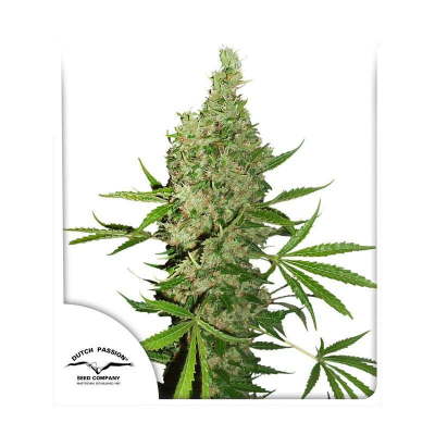 White Widow X The Ultimate Regulär