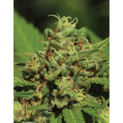 Emerald Fire OG Auto