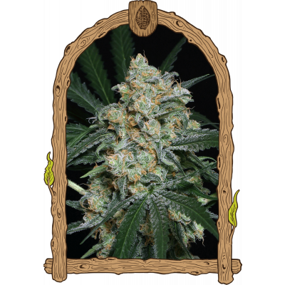 Zkittalicious Auto