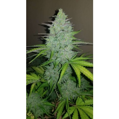 Original Cheese Auto