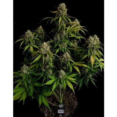 Original Chemdawg Auto