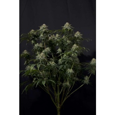 Gorilla Cookies FF Feminisiert