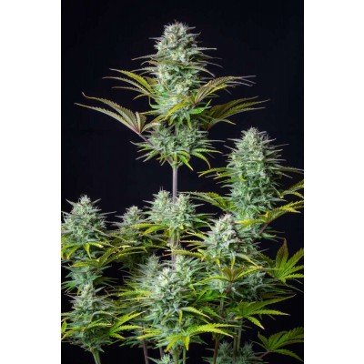 Kosher Cake Auto