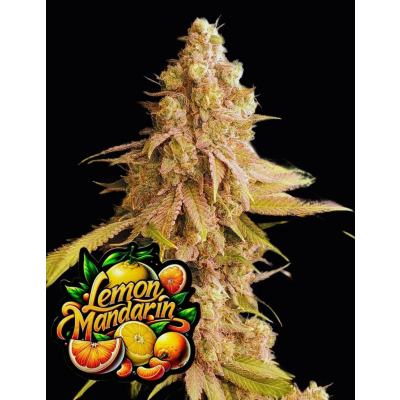Lemon Mandarin Feminisiert
