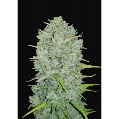 Original Northern Lights Auto