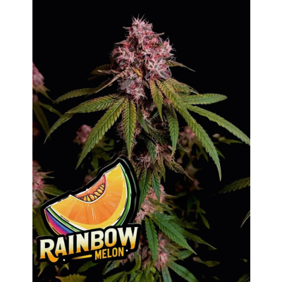 Rainbow Melon Feminisiert
