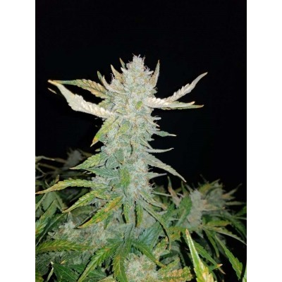 Rhino Ryder Auto