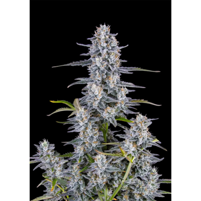 Super Boof Auto
