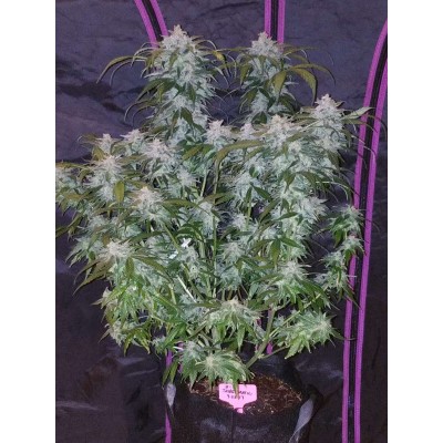 Tangie Auto