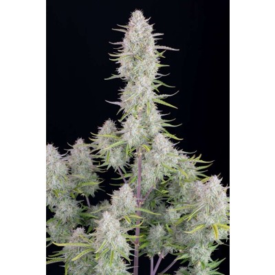 Wedding Cheesecake Auto