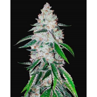West Coast O.G. Auto