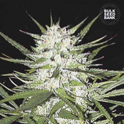 Early Top Skunk Feminisiert