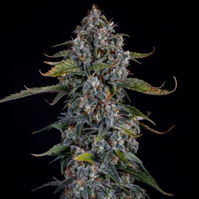 Forum Stomper Auto