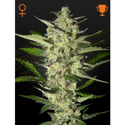 Flowerbomb Kush Feminisiert